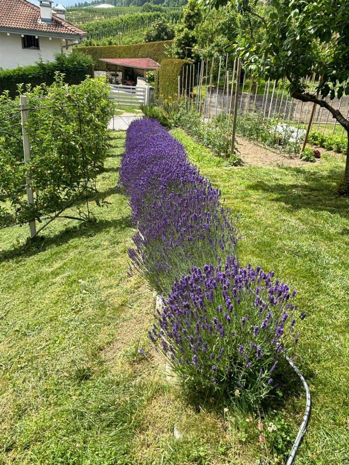 Il Nido Del Peller Cles Exterior foto